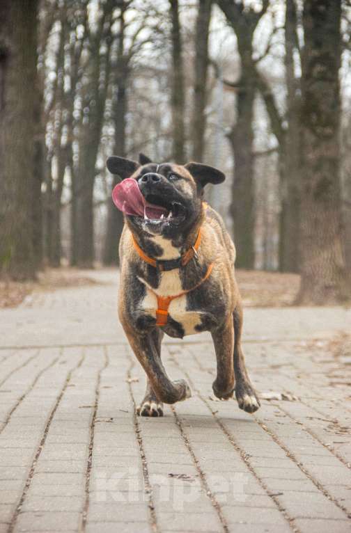 Собаки в Москве: Тина Девочка, Бесплатно - фото 2