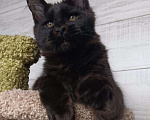 Кошки в Екатеринбурге: Котята мейн кун ласковые гиганты Мальчик, 35 000 руб. - фото 6