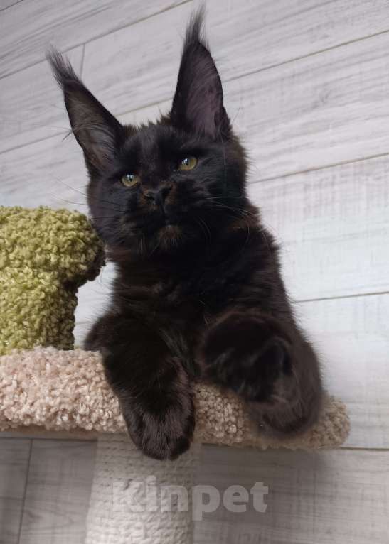 Кошки в Екатеринбурге: Котята мейн кун ласковые гиганты Мальчик, 35 000 руб. - фото 6