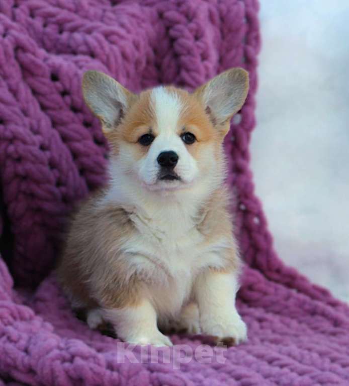 Собаки в других городах Московской области: Щенок сука вельш корги пемброк Девочка, 60 000 руб. - фото 2