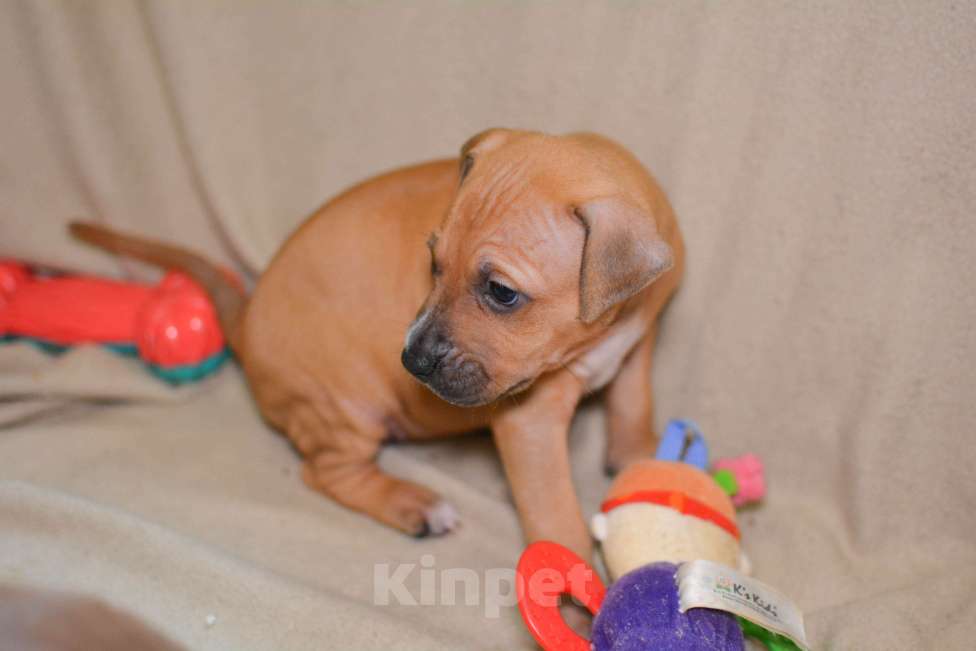 Собаки в Санкт-Петербурге: Продаем Девочка, 29 000 руб. - фото 9