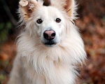 Собаки в Москве: Красавец бордер-колли Феникс в дар Мальчик, Бесплатно - фото 1