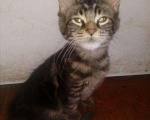 Кошки в Калуге: Без обмана, бывший питомник, котята Мейн-кун, 5 000 руб. - фото 5