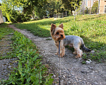 Собаки в Туле: Жених на вязку♡+♡=♡, 2 000 руб. - фото 9