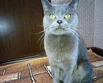 Кошки в Котово: Отдам кошку в добрые руки, Бесплатно - фото 1