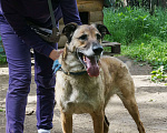 Собаки в Новосибирске: БАРКИ ЖДЕТ СВОЕГО ЧЕЛОВЕКА Мальчик, 1 руб. - фото 2