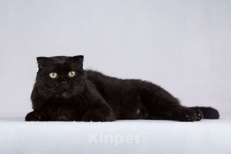 Кошки в Москве: Чёрный вислоухий красавец кот Фауст Мальчик, Бесплатно - фото 6