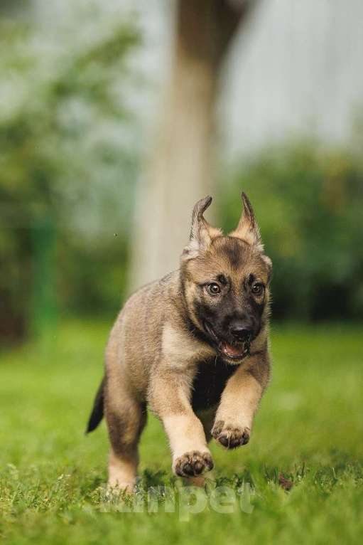 Собаки в Москве: Милые щенки в добрые руки! Две девочки и мальчик Мальчик, Бесплатно - фото 2