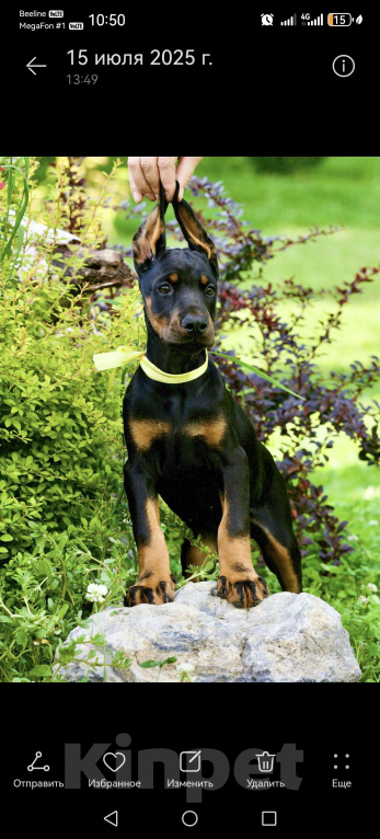 Собаки в Кемерово: Щенки Девочка, 50 000 руб. - фото 5