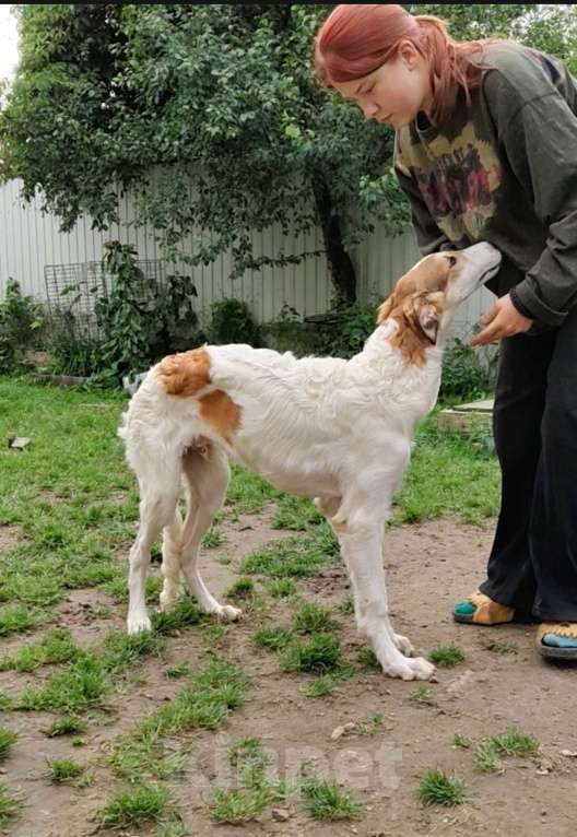 Собаки в Лобне: Щенки Русской Псовой Борзой Мальчик, Бесплатно - фото 2