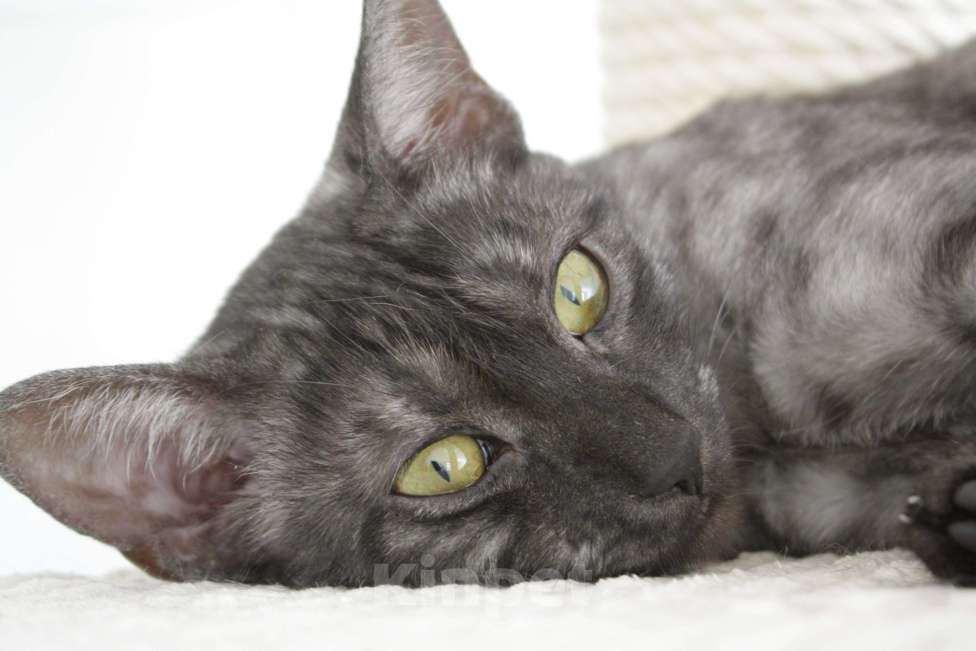 Кошки в Чебоксарах: Отдам кошку бесплатно, стерилизована Девочка, Бесплатно - фото 1