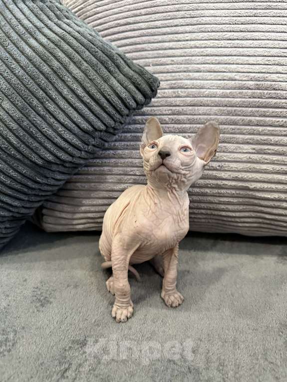 Кошки в Казани: Донской сфинкс котята Разнополые, 25 000 руб. - фото 5