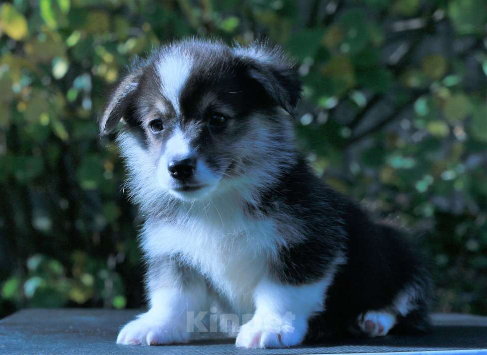 Собаки в Москве: вельш корги пемброк щенки Мальчик, 90 000 руб. - фото 7