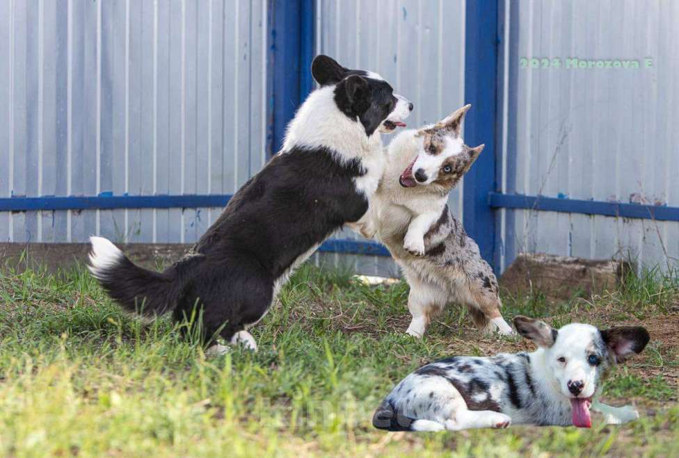 Собаки в Москве: Корги идеальный компаньон  Мальчик, Бесплатно - фото 2