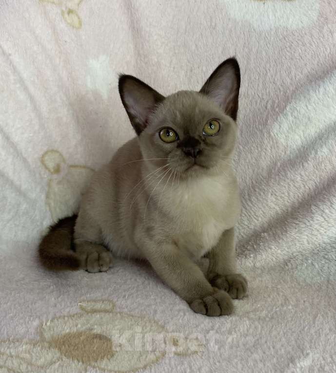 Кошки в Дмитрове: Шоколадная бурманская девочка Bell Девочка, 35 000 руб. - фото 4