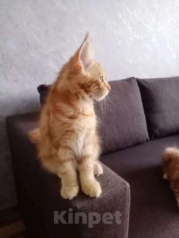 Кошки в Москве: Котята мейн-кун Девочка, 15 000 руб. - фото 6