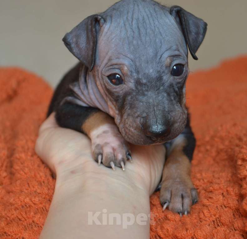 Собаки в Москве: Очаровательный брюнет голого терьера Мальчик, 45 руб. - фото 1