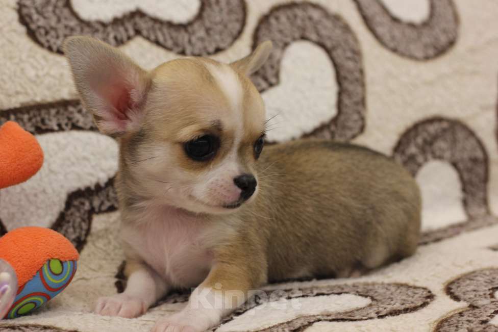 Собаки в Нижнем Новгороде: Чихуахуа девочки с РКФ Девочка, Бесплатно - фото 3