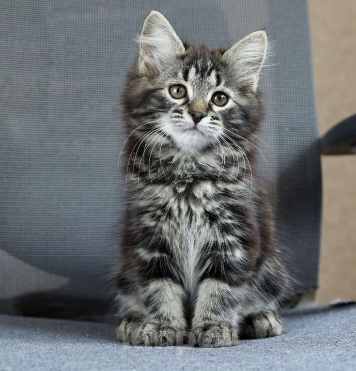 Кошки в Москве: Сибирский котенок Девочка, 98 000 руб. - фото 1