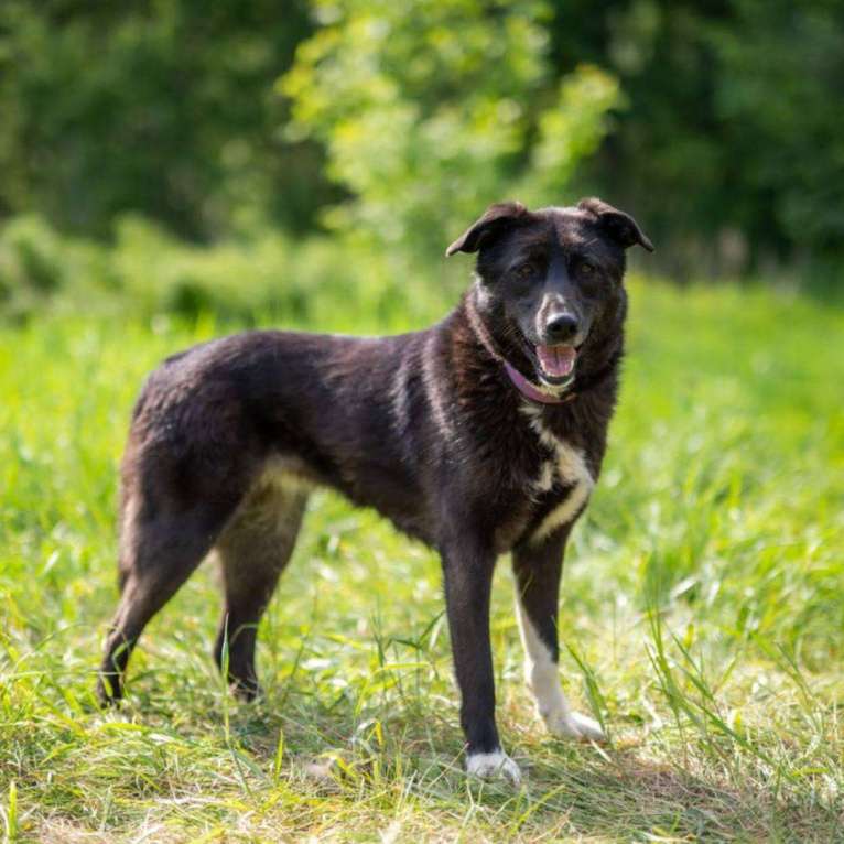 Собаки в Москве: Лайма Девочка, Бесплатно - фото 3