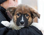 Собаки в Москве: Замечательный красавец, домашний щенок Мишутка в добрые руки Мальчик, 10 руб. - фото 3