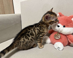 Кошки в других городах Московской области: Бенгальские котята Девочка, 16 000 руб. - фото 1