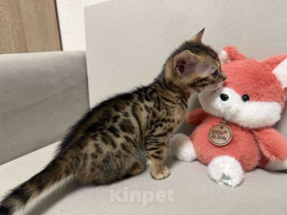 Кошки в других городах Московской области: Бенгальские котята Девочка, 16 000 руб. - фото 1