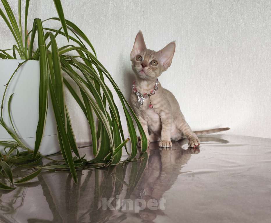 Кошки в Горячем Ключе: Котенок Девон Рекс девочка лиловая табби Девочка, 60 000 руб. - фото 6