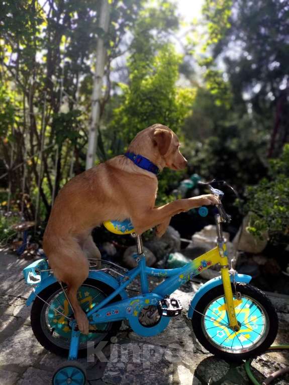 Собаки в Москве: Собачка ждёт своего друга Девочка, Бесплатно - фото 7
