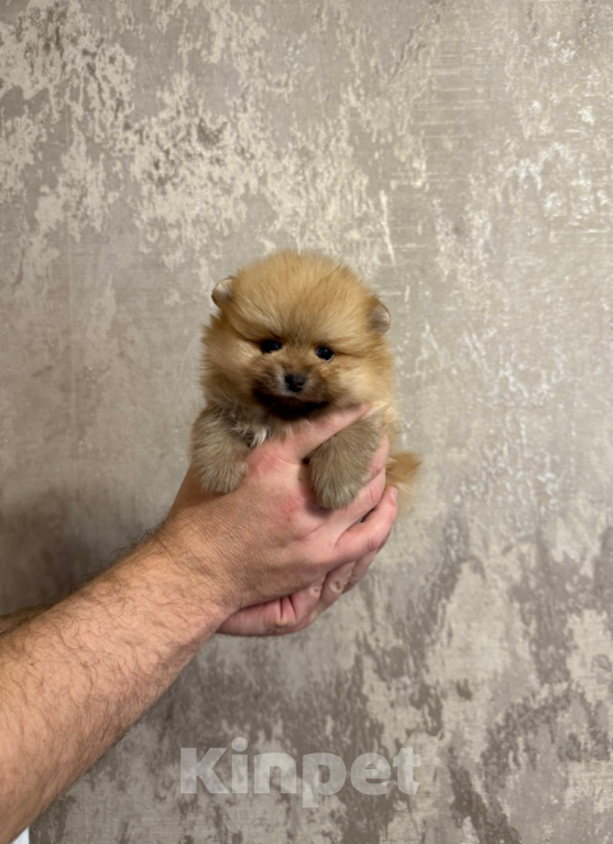 Собаки в Москве: Девочка шоколадный соболь Девочка, 27 000 руб. - фото 1