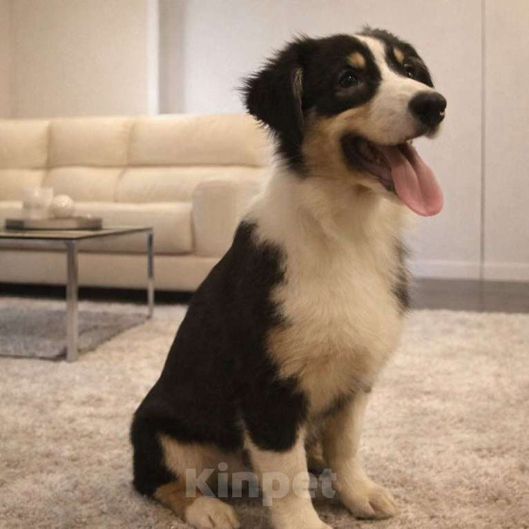 Собаки в Москве: Щенки австралийской овчарки Девочка, 40 000 руб. - фото 4