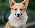 Собаки в Химках: Продаются щенки вельш корги пемброк Мальчик, 60 000 руб. - фото 2
