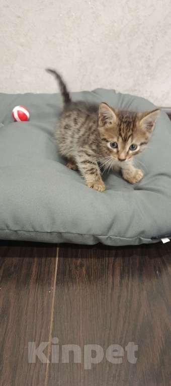 Кошки в Казани: Отдам Бесплатно котенка  Мальчик, Бесплатно - фото 5