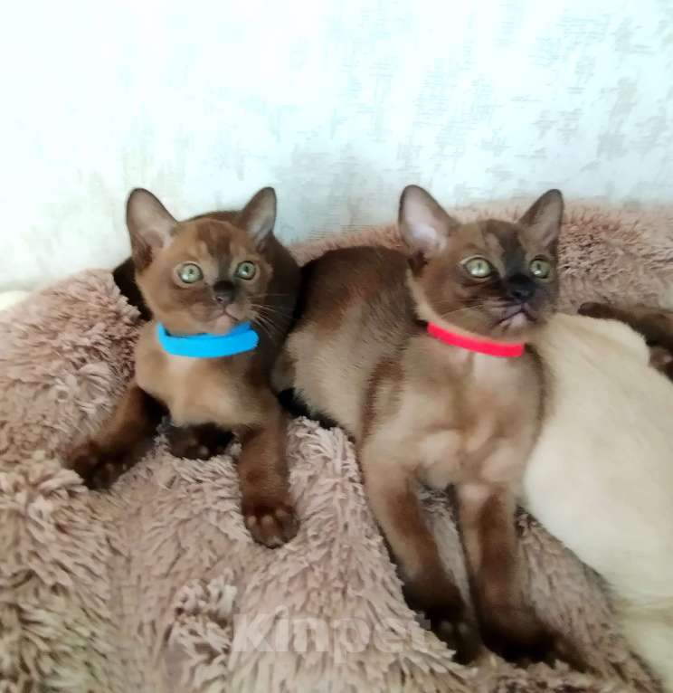 Кошки в Ковровом: Бурманская кошка с документами Девочка, Бесплатно - фото 4