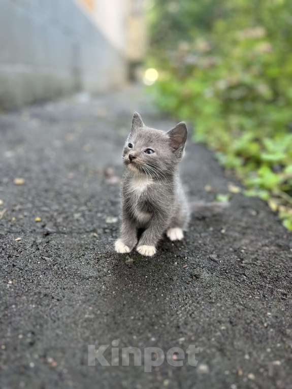 Кошки в Москве: Рикки  Мальчик, Бесплатно - фото 3