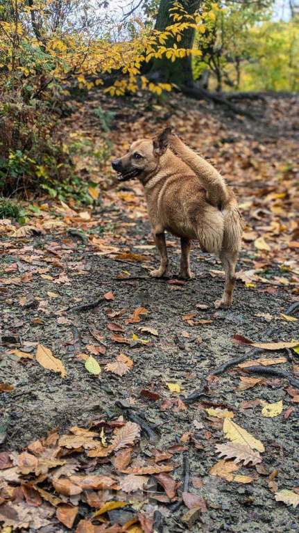 Собаки в других городах Краснодарского края: 3лапый метис корги в дар с доставкой  Мальчик, Бесплатно - фото 6
