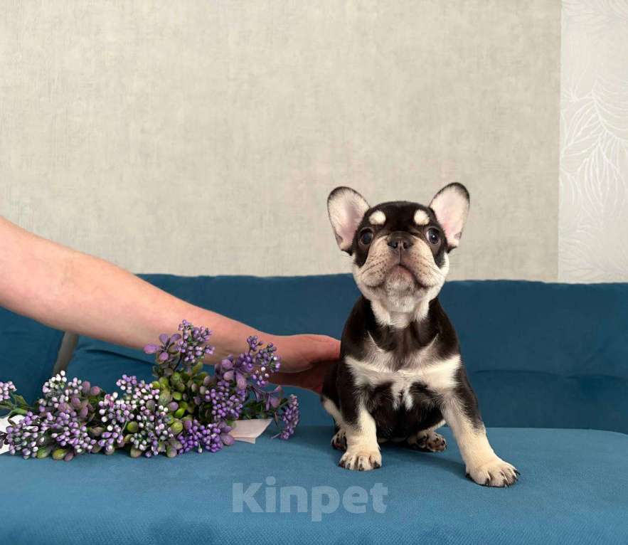 Собаки в Красноярске: Французский бульдог щенок, девочка Девочка, Бесплатно - фото 1