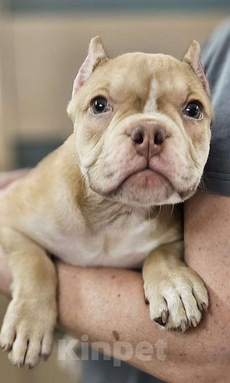 Собаки в Новосибирске: Девочки Американского булли Девочка, Бесплатно - фото 4