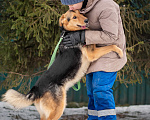 Собаки в Москве: Собака обнимака Лизонька Девочка, Бесплатно - фото 3