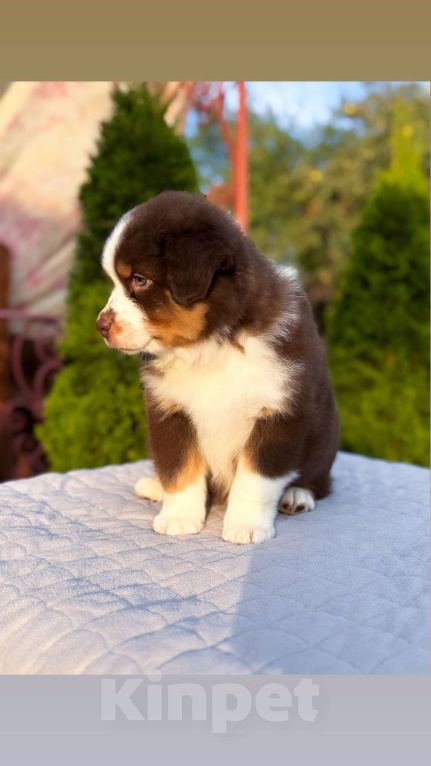Собаки в Москве: Медвежонок мальчик Аусси Мальчик, Бесплатно - фото 3