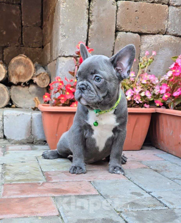 Собаки в Симферополе: Голубой мальчик щенок Мальчик, 60 000 руб. - фото 1