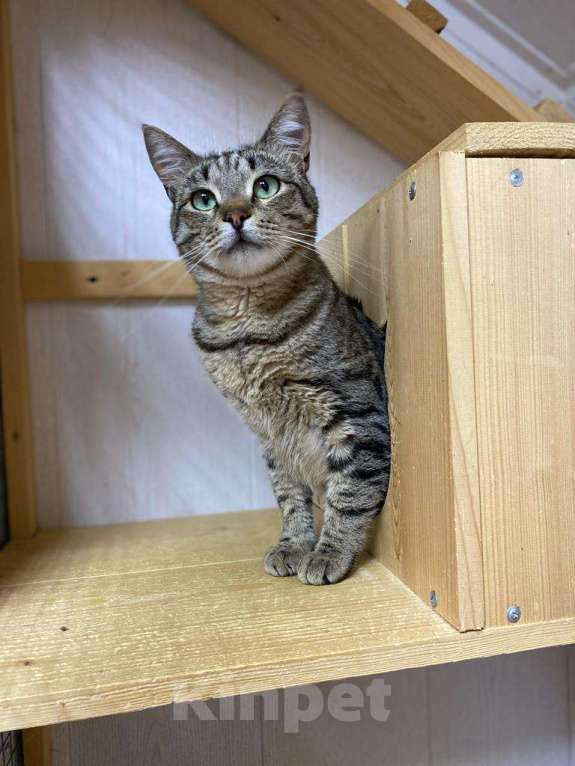 Кошки в Москве: Его оставили в деревне после лета. Зимой он едва выжил Мальчик, Бесплатно - фото 3