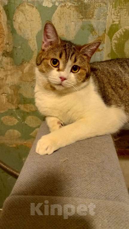 Кошки в Королеве: Пеппе котенок шотландской прямоухой (по папе) Девочка, 5 000 руб. - фото 6