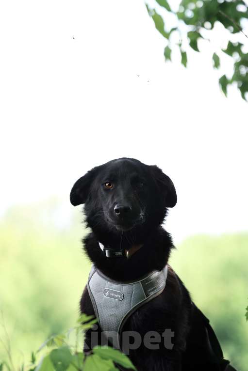 Собаки в Москве: Малыш Майли замерзает в приюте Мальчик, Бесплатно - фото 2