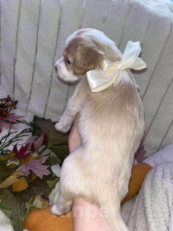 Собаки в Краснодаре: Малыш эстонской гончей  Девочка, 3 000 руб. - фото 8