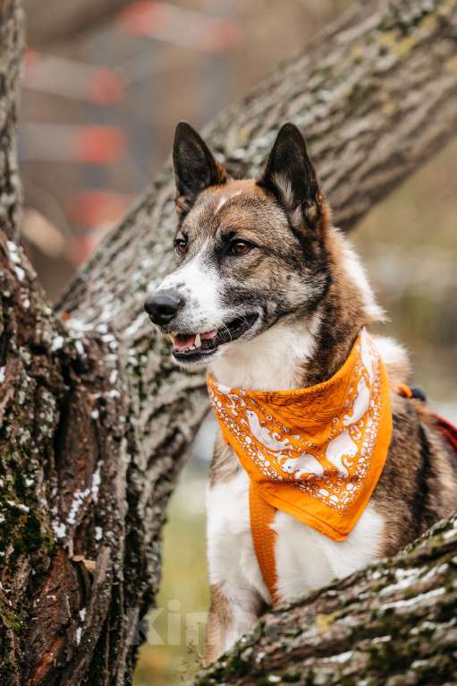Собаки в Москве: Солнечный Гера ищет дом Мальчик, Бесплатно - фото 7