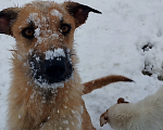 Собаки в Краснодаре: отдам щенка в добрые руки бесплатно Девочка, 1 руб. - фото 1