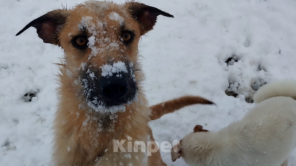 Собаки в Краснодаре: отдам щенка в добрые руки бесплатно Девочка, 1 руб. - фото 1