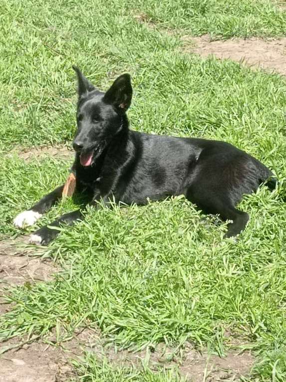 Собаки в Москве: Малышка БЕРТА Девочка, Бесплатно - фото 5