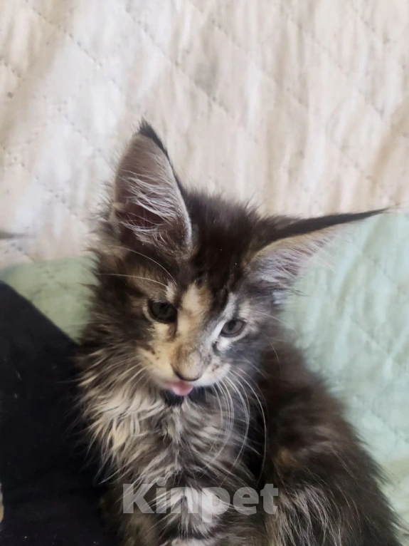 Кошки в Екатеринбурге: Продаются элитные котята Мейн-кун от домашних любимцев Девочка, 17 000 руб. - фото 5